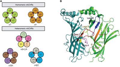 Structure-Function of Neuronal Nicotinic Acetylcholine Receptor Inhibitors Derived From Natural Toxins